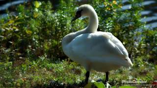 My Slideshow Video 4