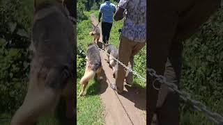 Weekend Security Drills with Our German Shepherds | Protecting Jembe Mpya
