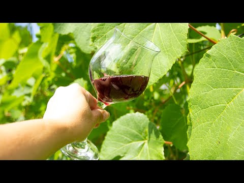 Video: Kako Kupiti Dobro Vino V Letu