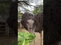 Ostrich ASMR: Lunch Time CRUNCH