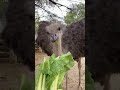 Ostrich ASMR: Lunch Time CRUNCH