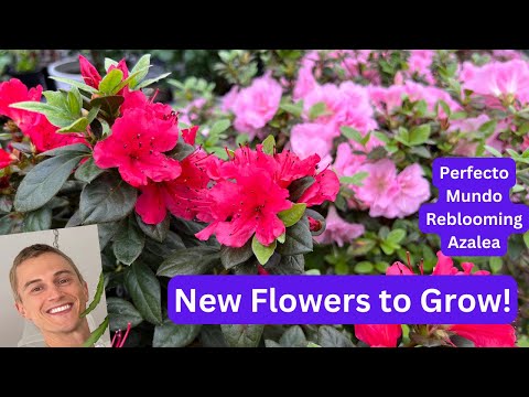 What Perennials To Plant With Azaleas