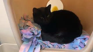 Bitterroot Humane Association no longer accepting kittens, cats