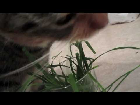 Video: Varför äter Katter Gräs?