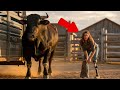"No One Ever Succeeded in Riding This Legendary Rodeo Bull – Until She Arrived on One Leg"