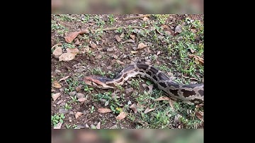 Indian rock python released into the wild