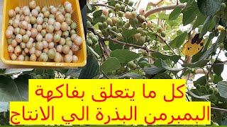 كل ما تود ان تعرفه عن شجرة البمبر المنتشرة في مملكة البحرين ومنطقة الخليج العربي من البذرة للاثمار