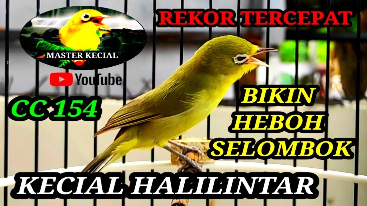 KECIAL HALILINTAR CC154 BIKIN HEBOH SELOMBOK | MASTER KECIAL