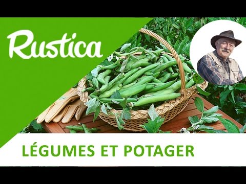 Quand et comment semer les fèves au potager ? - Terre Vivante