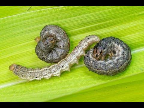 Video: Hur kontrollerar man larvmaskar?