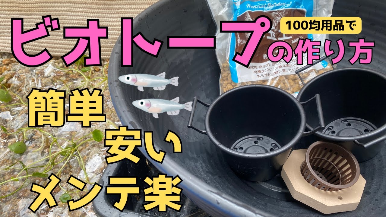 初心者さん必見】メダカビオトープの立ち上げ!簡単・安い・メンテが楽 初心者さん必見】メダカビオトープの立ち上げ!簡単・安い・メンテが楽