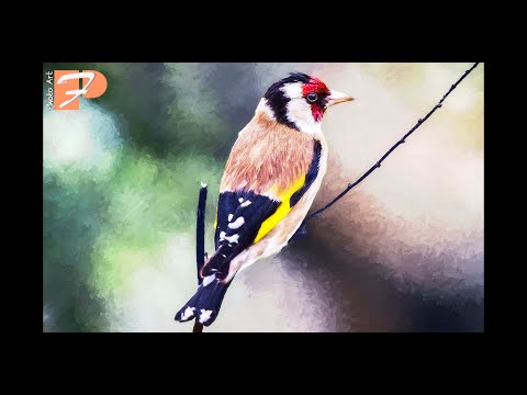 Bird Stories - Mei (Goldfinch)