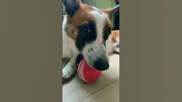Chat Meet Zoro My Annoying Friend Dog Shorts 