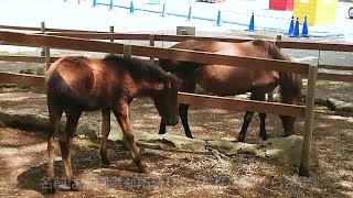 静岡・楽寿園　与那国馬の子馬の名前「ハル」に