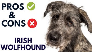 Irish Wolfhound Breed Pros and Cons | Irish Wolfhound Advantages and Disadvantages  #AnimalPlatoon