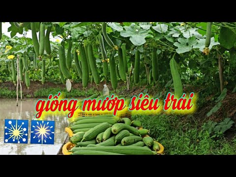 Video: Mướp Hương, Hoặc Mướp Hương Nhuận Tràng