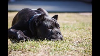 Cane corso (весна 2020)