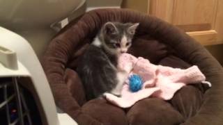 More foster kitties! 6 weeks by Foster Kitty Mama 754 views 8 years ago 1 minute, 17 seconds