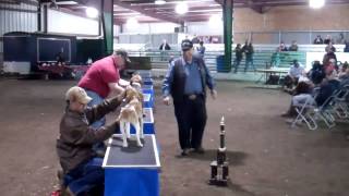 2013 UKC Hunting Beagle Nationals | United Kennel Club