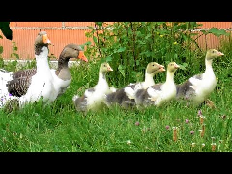Pomeranian Goose family in the Garden - Pommerngans Familie im Garten