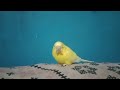 Sweet Bird Noman Ali Village vlog 