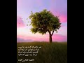 آلبوم زیر باران شقایق آلبوم زیر باران شقایق