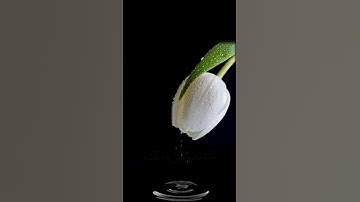 صباح الخير🤍اجمل حالات واتساب مقاطع قصيره🤍قران كريم سورة ق افعيينا بالخلق الاول🤍احمدالنفيس بدون حقوق