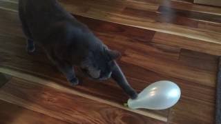 Maras Tests The Balloon