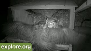 Great Horned Owl ATTACKS Peregrine Falcon Nest!