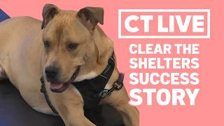 CT LIVE: How adopting Peace changed Eddie’s life
A Clear the Shelters success story with a very special guest! Eddie Randle joins Abbey in Studio with his dog, Peace, nearly one year after adopting him from the Connecticut Humane Society. Eddie shares how a Pet of the Week appearance led to an unexpected adoption and how Peace has brought joy, companionship and plenty of adventures to his life.
Hear Eddie’s advice for anyone considering adopting a shelter pet, learn more about Peace’s playful personality and see why opening your home to an animal in need can be such a rewarding experience.
Visit https://www.nbcconnecticut.com/entertainment/ct-live/ for the latest in Connecticut lifestyle and local finds.
Facebook https://www.facebook.com/NBCCTLive
Instagram https://www.instagram.com/nbcctlive
Download the NBC Connecticut app: https://nbcconnecticut.app.link/NuGsXNFUWGb CT LIVE: How adopting Peace changed Eddie’s life