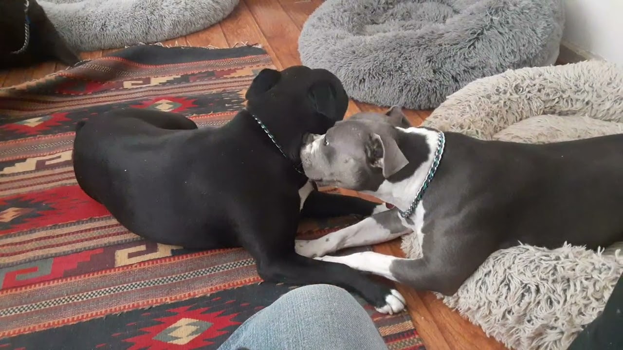 Gypsy n Raine ❤️🐾 Welcoming March in!