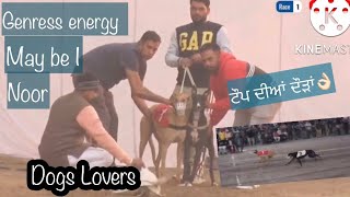 Genress energy ।Noor।May be I।Top races of greyhound dogs॥Dogs lovers॥