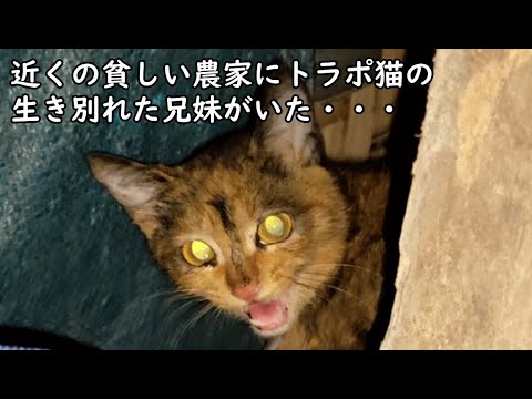 Farm Life Philippines フィリピン農園だよりサブ