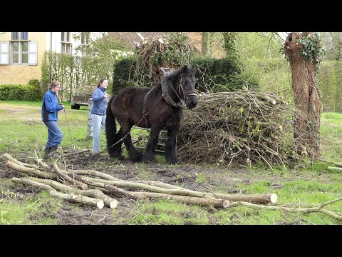 Pollarding willows at the Hanswijckhoeve with Gloria 2024