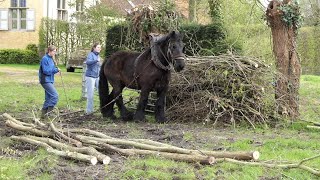 Pollarding willows at the Hanswijckhoeve with Gloria 2024