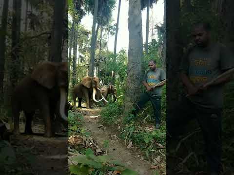 very dengerous elephant attack viral video #elephant#viral#chandanpradhan77#shorts