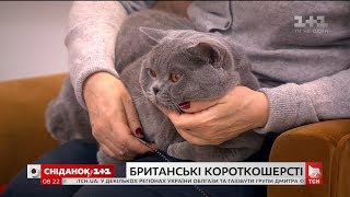 Власниця британських короткошерстих котів Тетяна Темченко розказала про особливості цієї породи