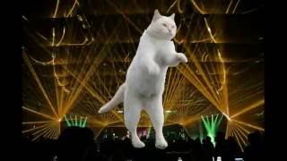 Смешные, танцующие коты. Смешные, танцующие коты.