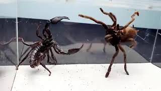SCORPION vs TARANTULA SPIDER FIGHTING FOR PREY, who will win? Insect Stories