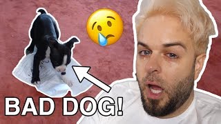 MY DOG ATE MY HOMEWORK!!!