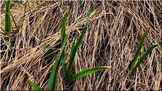21.4.2020 - La Légende De Lail Et Les Mauvaises Herbes