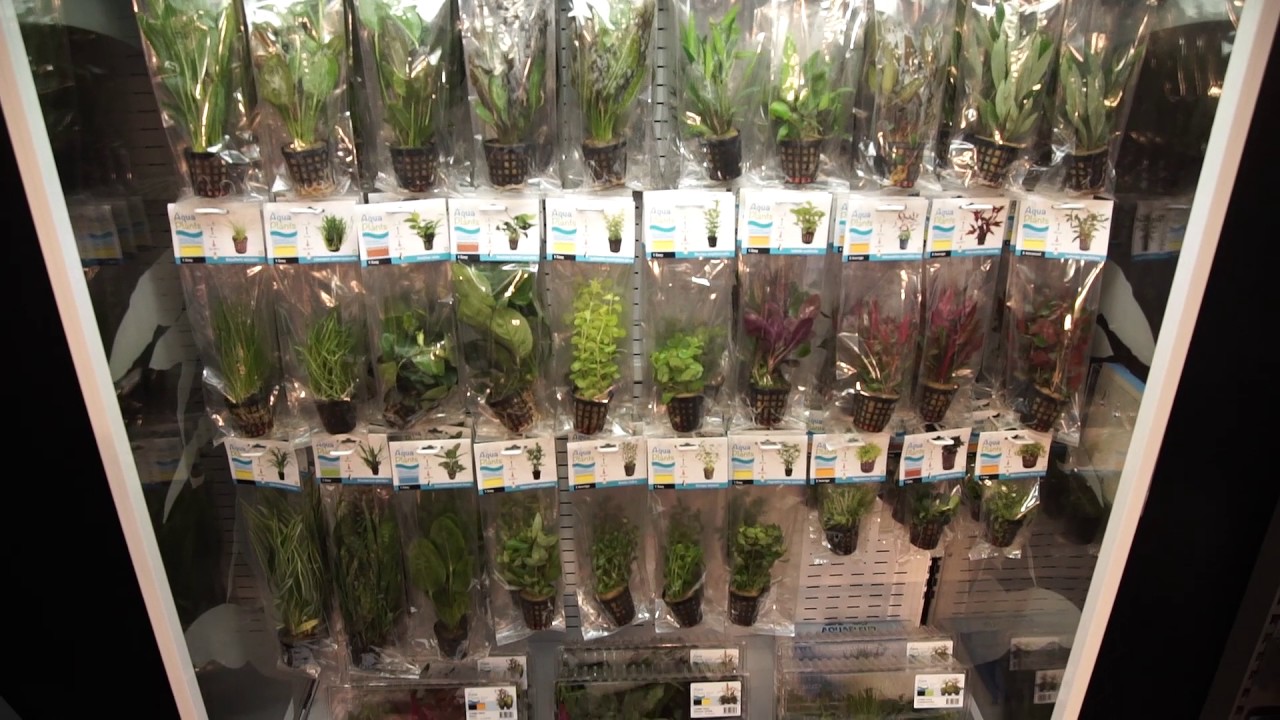 Aquafleur versie  Aquaplants