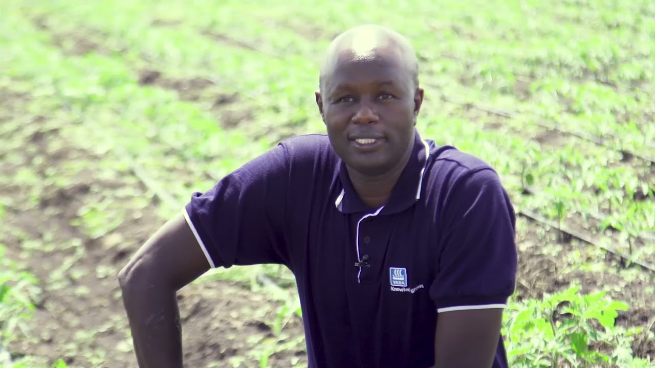 Yara  Fertilizer Tomato Crop Nutrition Program