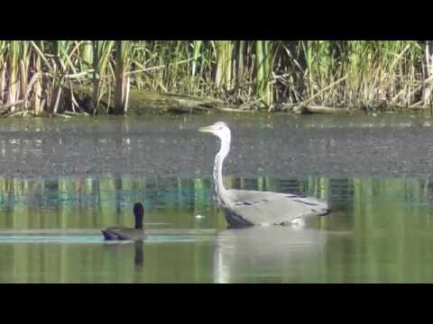 Серая цапля на охоте.( Ardea cinerea )