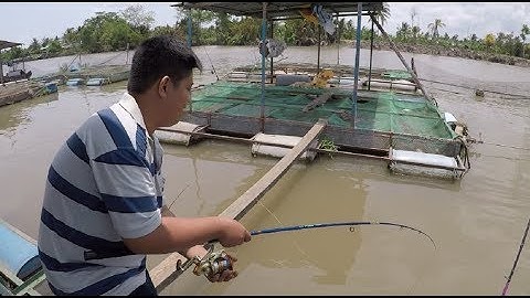 CÂU CÁ TRA SÔNG CÙNG THỔ ĐỊA TIỀN GIANG | CÂU CÁ MIỀN TÂY