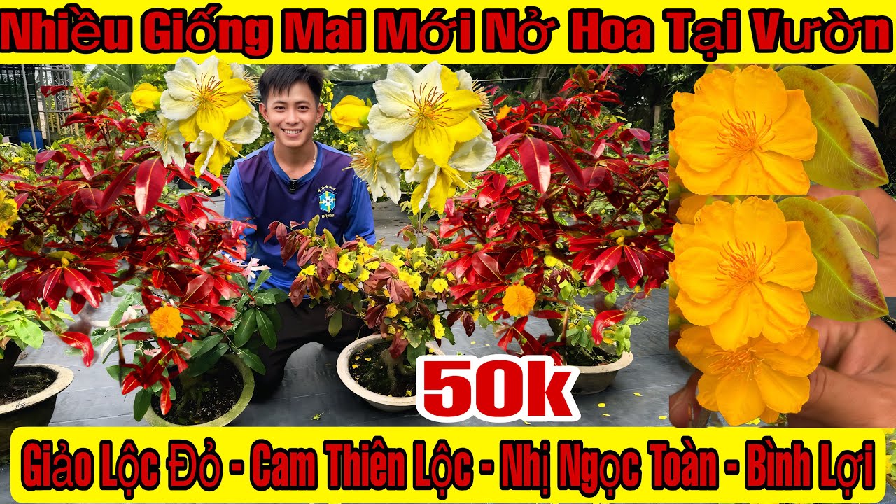 9/3☎️0964067178☎️🌲Mai Vàng Giá Rẻ🌲Giảo Lộc Đỏ-Cam Thiên Lộc-Nhị Ngọc Toàn-Siêu Bông Bình Lợi-Như Ý..