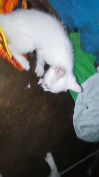 Phoebe and Chelsea ( Cat Siblings )