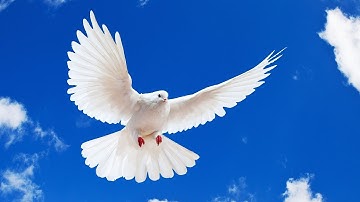 تلاوة عطرة للشيخ رفيق شيرود