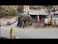 Wild elephant attack  elephant attack  elephant  wild elephant
