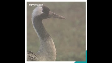 Crane winter migration arrives late in Palestine